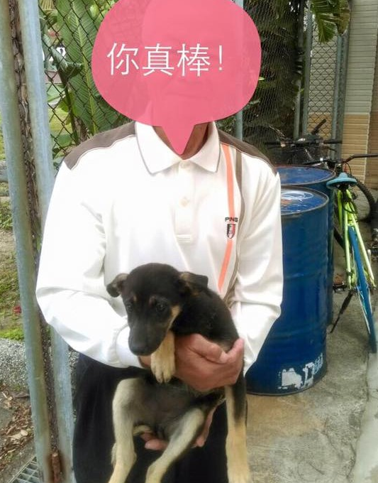 未通過測試的「安安」很快被認養，走進溫暖的家庭！高雄市消防局搜救犬馴養中心預計3月11日再次進收容所遴選犬隻遞補。   搜救犬馴養中心/提供