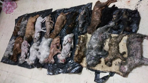 新北市動保處在萬里某安樂園尋獲23隻狗的焦屍。  新北市動保處/提供