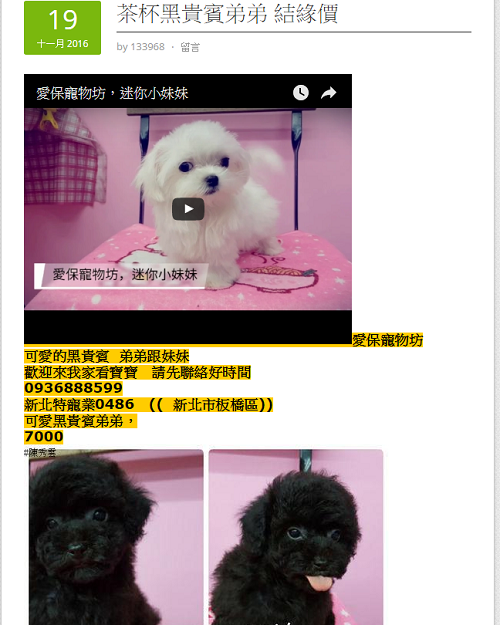 「愛寶寵物」以登記名稱「愛保寵物坊」，在網路上銷售貴賓狗，但有依照規定標明特種寵物業許可證號。 取自網路