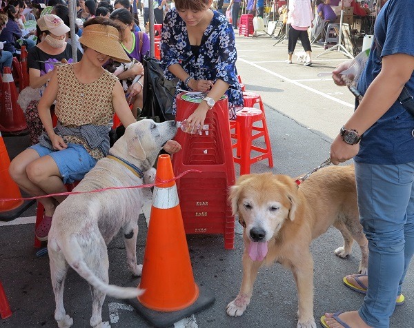 在台灣要養大型狗，必須具有超乎一般飼主的熱忱與傻勁。蕭士塔/攝
