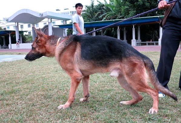 牽著威風凜凜的狼犬出去，很容易吸引旁人目光。蕭士塔/攝