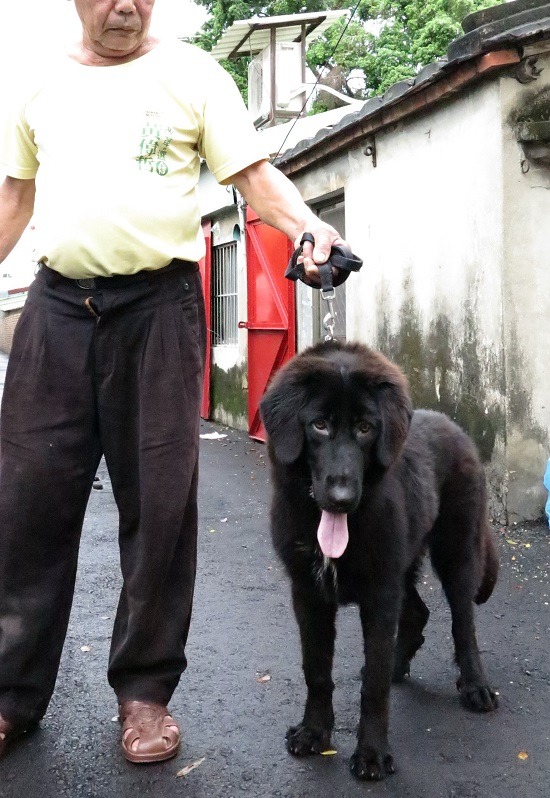 這隻藏獒年紀還不到半歲，成犬的體格之壯碩可想而知。   蕭士塔/攝