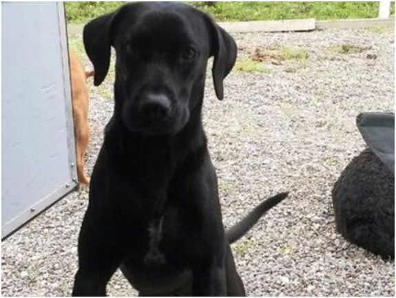 被警察誤殺的家犬阿飛（Arfee），引發了美國大眾的關切。  取自KREM.com