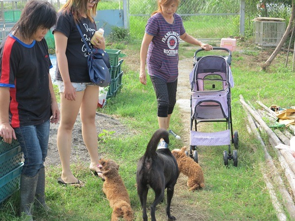 每隻狗都平等對待，輪流到廣場的草皮運動。 蕭士塔/攝