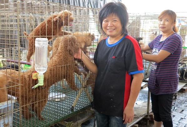 姚家兩姊妹瘋狂愛上紅貴賓，共養76隻。蕭士塔/攝