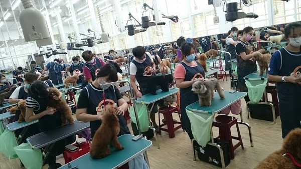 這一堂寵物美容實習課中的40隻貴賓模特兒犬，都來自同一個家庭。    鄭素惠/提供
