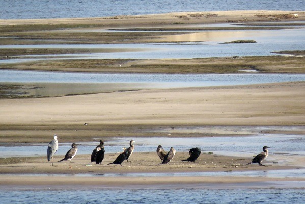 尼羅河築壩整治後不再氾濫沖積淤泥，兩岸河灘地的水鳥數量不多，也極少見到埃及聖䴉。蕭士塔/攝