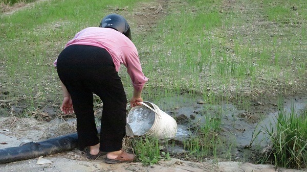 永康這位愛媽借用土地，照顧流浪狗十年如一日。　蕭士塔/攝