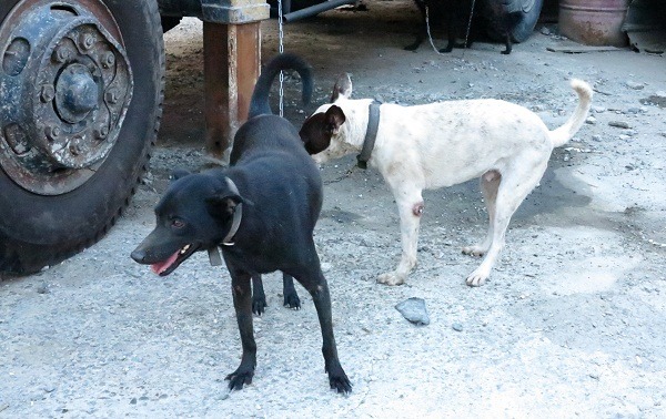 永康愛媽收養的流浪狗有半數是傷病犬，全都是被棄養。　蕭士塔/攝  