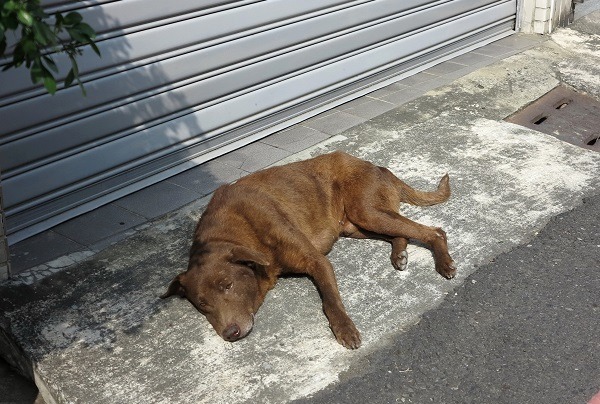 高齡犬身體虛弱，行動遲緩，飼主卻被愛媽指責沒有為狗醫治。蕭士塔/攝