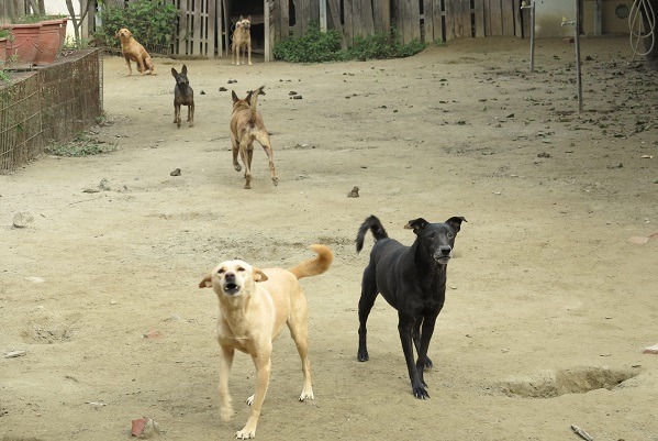 林莉娜愛媽身後遺下的狗場地勢低窪,遇水必淹,對犬隻健康有礙。 蕭士塔/攝