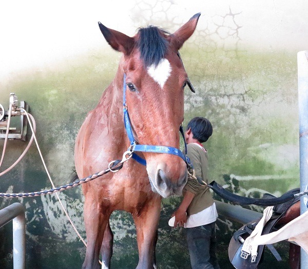 馬術選手要從照顧馬匹開始，人與馬必須真心信賴才能心靈契合贏得佳績。　蕭士塔/攝