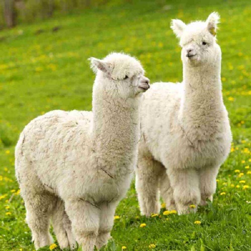 羊駝（Alpaca）因外型可愛，最常被稱為「草泥馬」。  取自網路