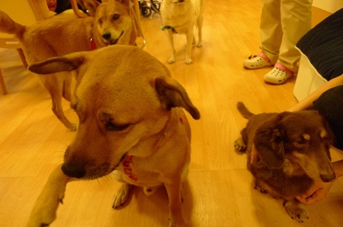 若山三千彥院長說：「櫻之里山科不是為了『動物輔助治療』而認養這些動物，只是希望人們即使年紀大了，也能跟犬貓一起生活，所以牠們只要待在這裡就夠了。」  取自網路