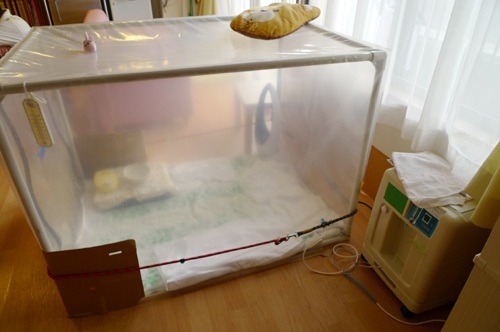 工作人員特地替患有心臟病的狗兒準備的氧氣室。櫻之里山科不僅是老人養護中心，也是理想的老犬老貓之家。 取自網路