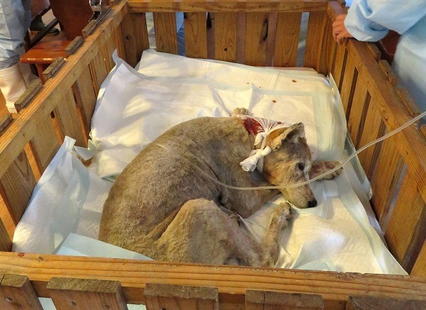 台南市有動保團體專門到收容所接出重病和傷殘的貓狗救治，讓收容所無須面對安樂死的問題。 蕭士塔/攝