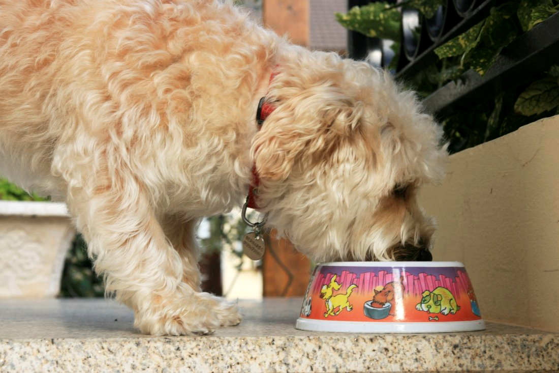美國FDA早在2002年就做過狗飼料和安樂死藥物成分之間的關聯性研究。 取自fortune.com