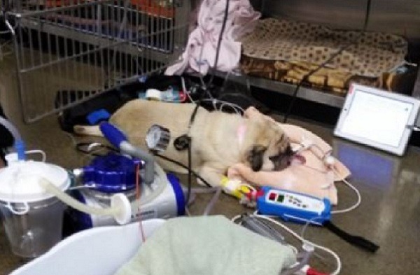 中毒巴哥犬在動物醫院的情況，4隻誤食狗不幸有一隻死亡，其他留有癲癇的後遺症。 取自katu.com