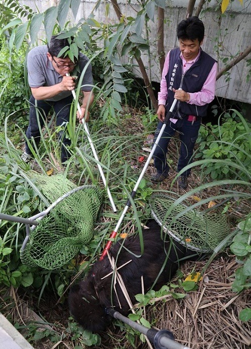 為了捕捉這隻咬人獒犬,新北動保處共計出動了15人,用了6支麻醉吹箭,才讓牠倒地就範。 新北動保處/提供