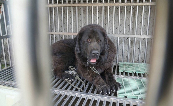 為了其他狗隻的安全,咬人獒犬被單獨關籠。 新北動保處/提供