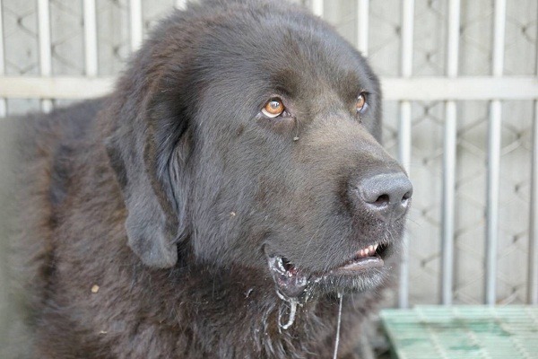 連續咬傷3人的獒犬,目前安置於板橋動物之家,已完全看不出兇悍之氣。 新北動保處/提供