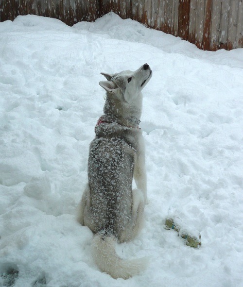 「狗狗延壽計畫」參與狗 隻----9歲的哈士奇Apollo。 取自dogagingproject.com