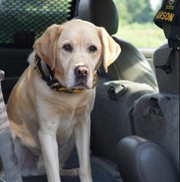 功勳卓著的消防調查犬Judge