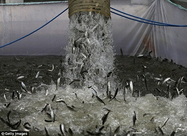 美國加州面臨嚴重乾旱，只能將鮭魚魚苗移入太平洋養殖。  取自網路