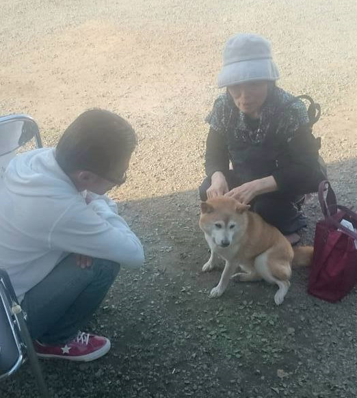 奶奶飼養的母柴千呂非常乖巧,是避難所的偶像。 取自HUG臉書