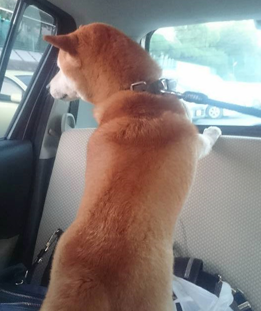 千呂搭車離去時一直盯著奶奶。 取自HUG臉書