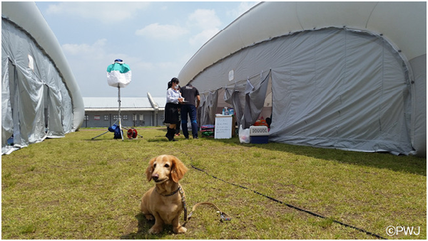 家中房子全毀,丈夫又失智住院的女飼主表示,自己要獨力照顧11歲的高齡臘腸犬十分辛苦。在充氣式避難所可以跟狗兒睡在一起,讓她非常安心。 取自PWJ