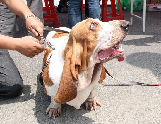 巴吉度外形有點怪，在原產地卻是性能極佳的獵兔犬。    蕭士塔/攝