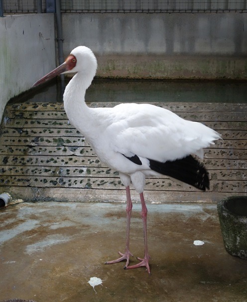 金山小鶴昨天在台北市動保處野生動物收容所住了一天，還由動物園團隊幫忙做了健康檢查，確認一切正常，今早可以野放回金山棲地。 台北市動保處/提供