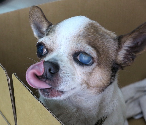 被棄養的吉娃娃，超過半數罹患嚴重的白內障。 蕭士塔/攝