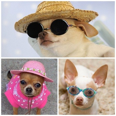 吉娃娃外出載帽子和護目鏡，除了裝扮可愛，更可降低陽光紫外線的照射傷害。  蕭士塔/攝、取自網路