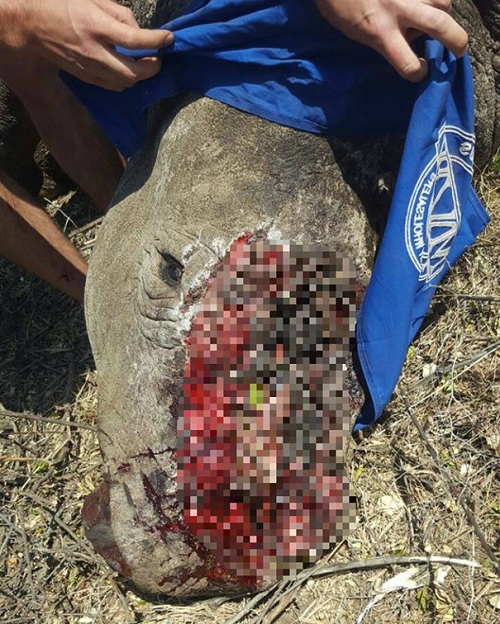 5頭白犀牛遭到盗獵者的毒手，僅剩這頭傷勢嚴重的8歲犀牛存活。取自拯救倖存者(STS)