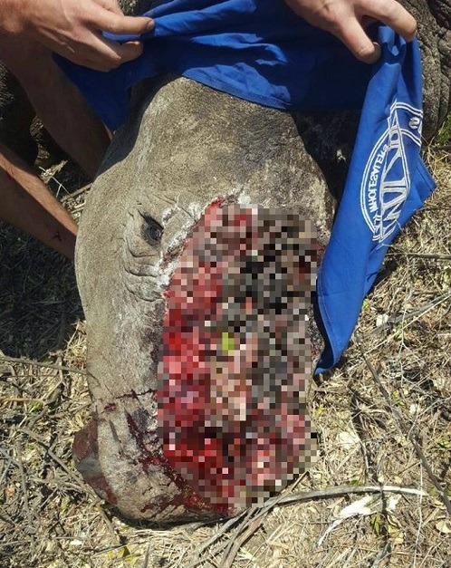 這隻8歲的白犀牛是盗獵場上唯一的生還者,目前被「救援生還者(STS)」組織收容救傷。 取自thedodo.com