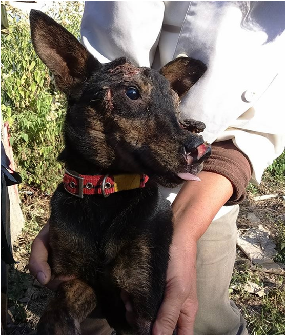 劫後餘生的斑斑，是一隻乖巧有靈性的黑狗妹，和哥哥一起被棄置在山區，被遇見的楊小姐收養。 楊小姐/提供