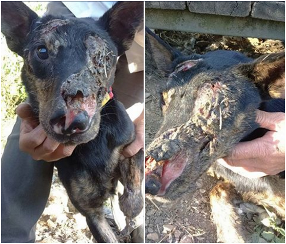 失蹤兩個星期的斑斑，究竟遭遇到什麼殘酷傷害導致毀容？埔里動物醫院院長說照片顯示像被潑酸，其實是刀傷傷口感染化膿和結痂後的情況。楊小姐/提供