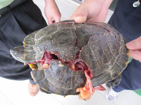 這隻巴西龜可能逃家找水而被車輛壓得殼破腸流，經搶救仍不治.       蕭士塔/攝