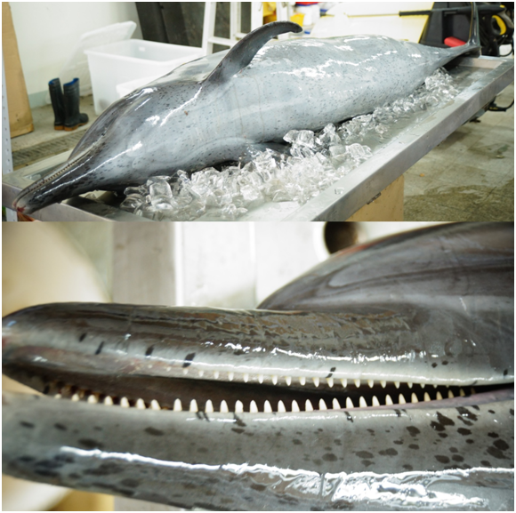 等不到回家的路,熱帶斑海豚「馬嚕嚕」去當小天使了。26日下午已進行解剖採樣,待進一步病理診斷。 瑭芯/攝