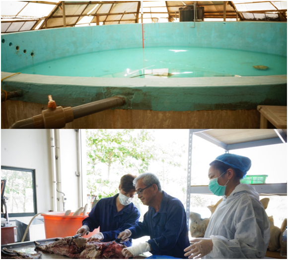 上圖:四草鯨豚救援池由志工定期刷洗消毒,隨時接受擱淺鯨豚救援 下圖:死亡的鯨豚完成解剖病理採樣化驗,王建平教授帶著學生進行肢解處理,待製成骨骼標本。 瑭芯/攝