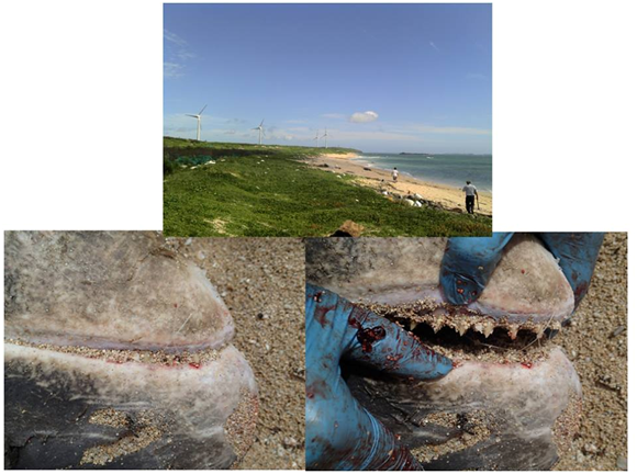 王教授說,由於台灣海峽南部水溫偏高及澎湖湖西海域海水較涼,阿淦迴游到此海域,也 吃到珊瑚礁魚類及海草,此處海域的漁業活動頻繁,相對也埋下危機,讓阿淦吃到玻璃絲網,然後被潮水帶進潮間帶而擱淺。 成大海洋生物及鯨豚研究中心/提供