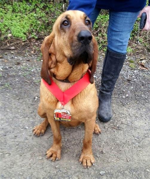 亂入獵犬--露迪雲仙以1小時32分56秒跑完全程21公里賽事，成為全場第七名。 取自網路