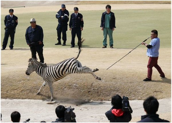 獸醫師在高爾夫球場對巴倫吹箭。 取自BBC