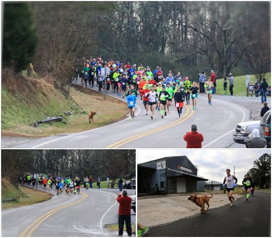 只是出來散步，咦？怎麼一堆人在跑路，等等我，一起跑！ 取自網路