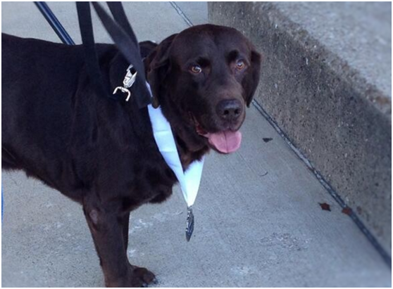 布吉是隻愛蹺家的黑拉拉。主人在動物收容所領回牠，才知道牠創下半馬紀錄。也決定幫牠植晶片、結紮。取自網路