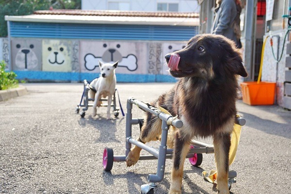 癱瘓狗有了輪椅，雖然可以起身活動，但還是得靠保育員協助擠屎排尿，對公立收容所來說是不小的負擔。 台灣動物新聞網資料照(新北市動保處/提供)