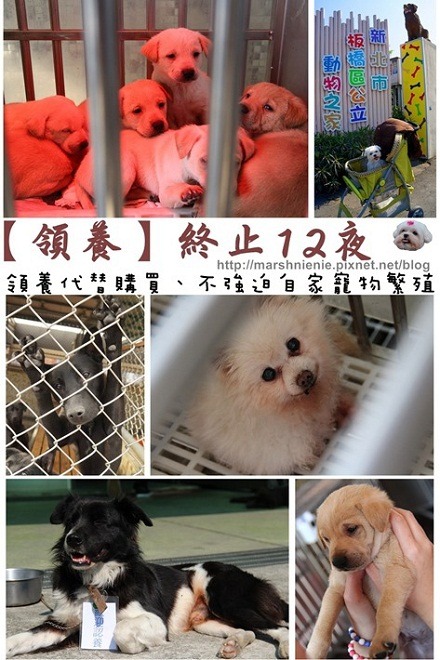 一則謠傳的安樂死訊息，困擾板橋收容所一年多。 取自網路
