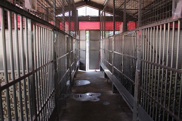 今年初曾讓內湖和板橋收容所「淨空」的赤慶法王,昨天再度到板橋動物之家領養了39隻狗。(此為板橋動物之家示意圖) 李娉婷/攝